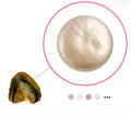 Natural Color Coin Pearl Oyster