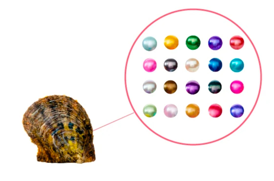 Pearl Packed 20 Oyster