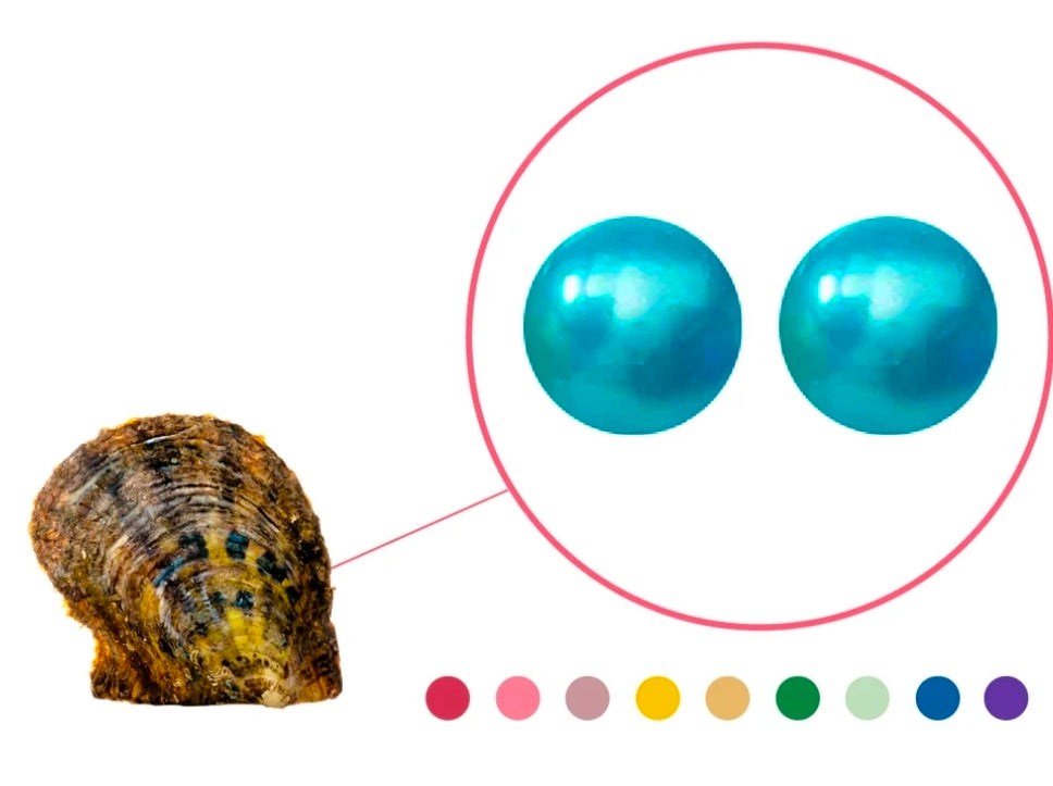 Twin Round Pearl Oyster