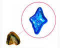 North Star Pearl Oyster