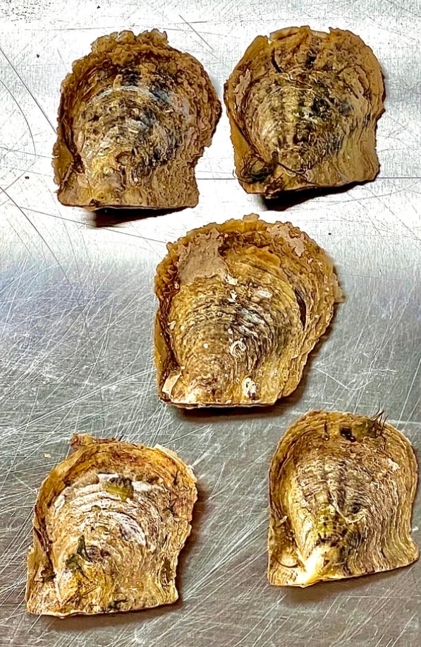 Tray of Round Oysters