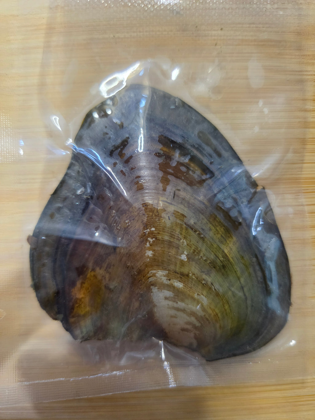Star Pearl Oyster