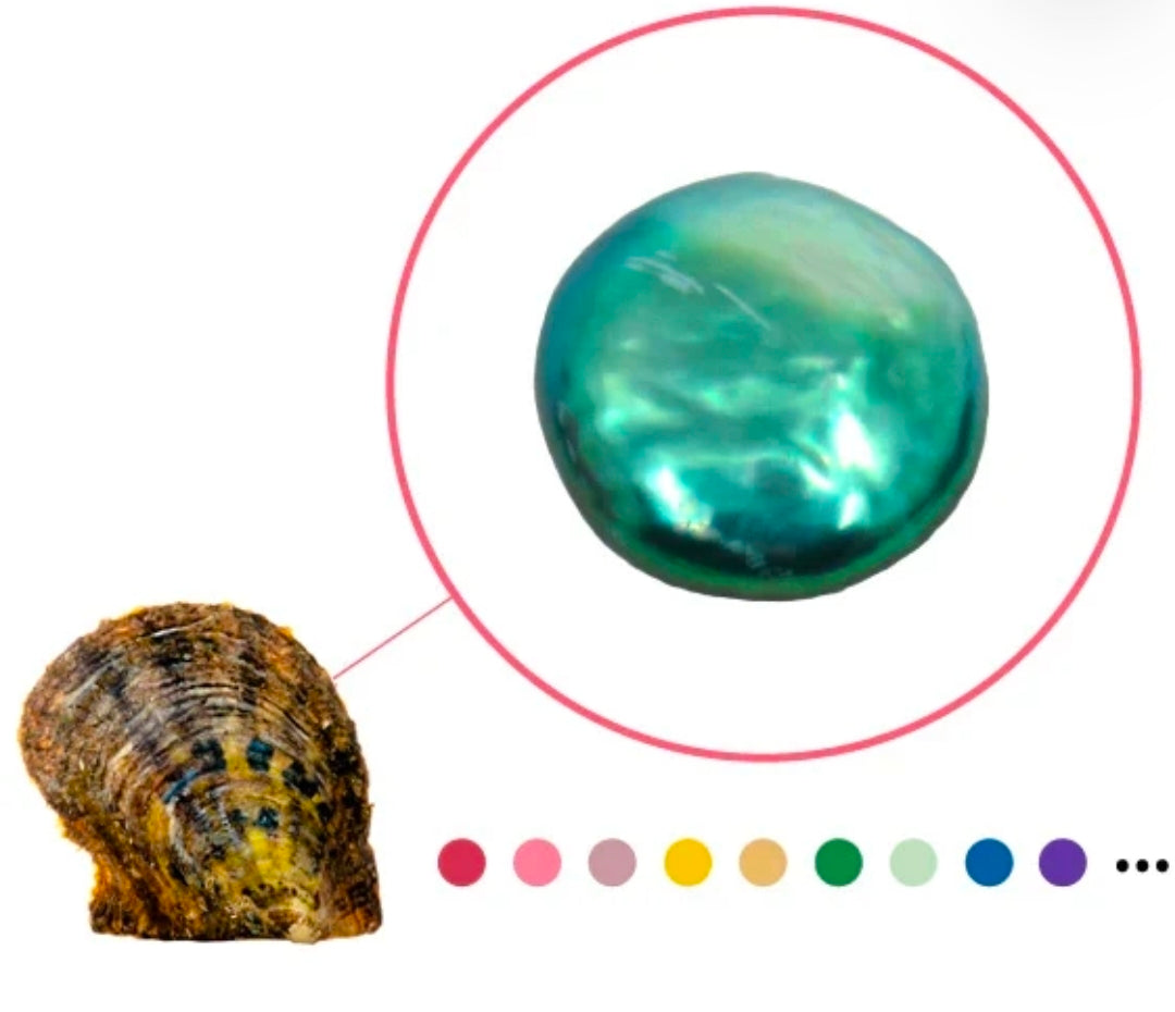Colored Coin Pearl Oyster