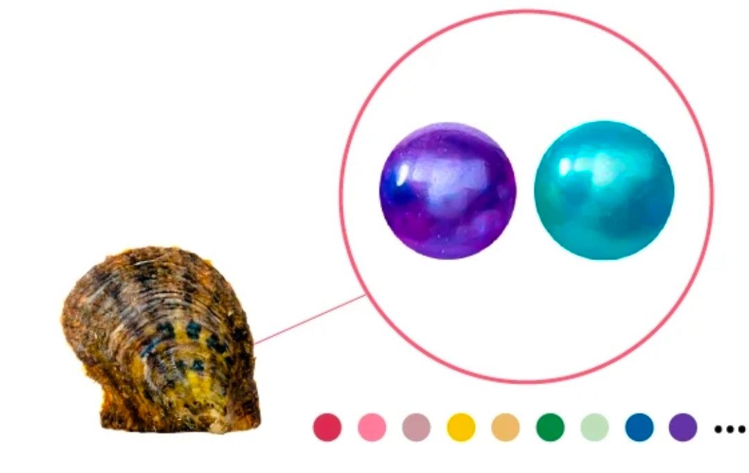 Twins Mixed Color Oyster